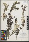 Foto von Salix purpurea L.